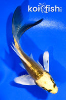 4.5" KI MATSUBA BUTTERFLY