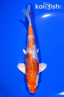 6.5" GINRIN HARIWAKE