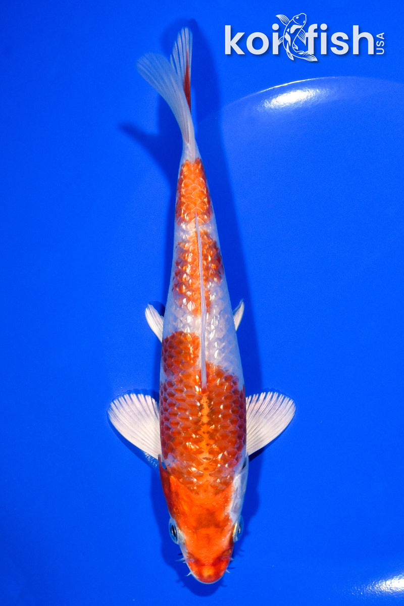 6.5" GINRIN HARIWAKE