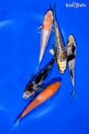 PACK OF (5) 4-4.5" STANDARD KOI