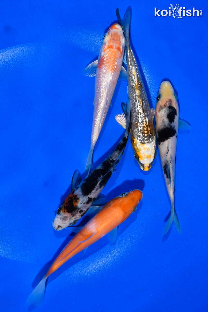 PACK OF (5) 4-4.5" STANDARD KOI