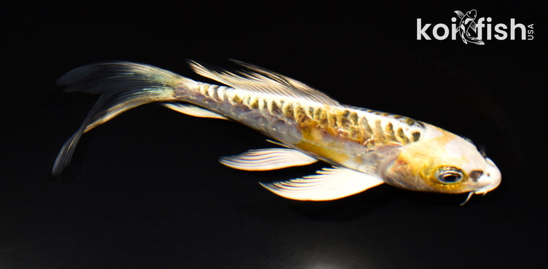 5.75" ARAGOKE KIN KIKOKURYU BUTTERFLY