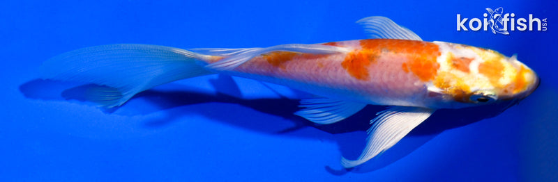 5.5" HARIWAKE BUTTERFLY