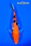6.25" AKA SANKE