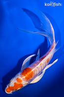 6.25" ARAGOKE KIKUSUI BUTTERFLY