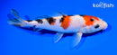 6.5" SANKE