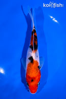 6.75" SANKE