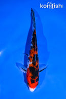 5.5" SANKE