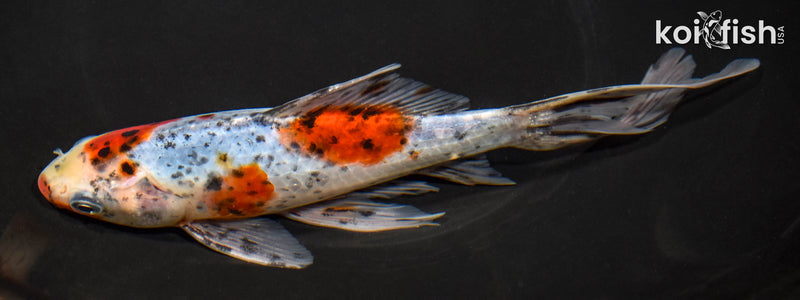 7.75" SHUBUNKIN GOLDFISH