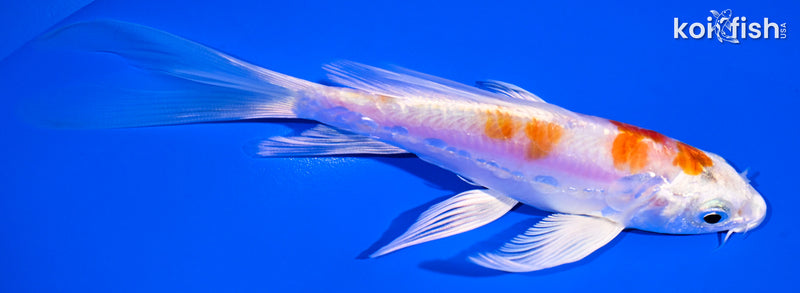 5.5" KIKUSUI BUTTERFLY