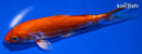 6" ORENJI OGON