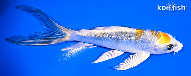 5.5" GINRIN KUJAKU BUTTERFLY