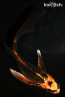 5.25" ORENJI MATSUBA BUTTERFLY