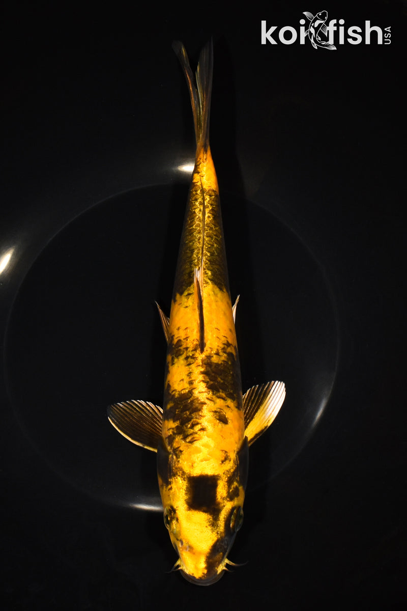 9.5" KIN KI UTSURI