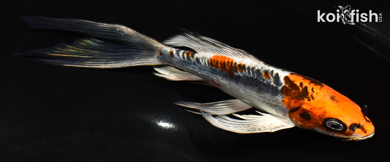 7.5" ARAGOKE BENI KIKOKURYU BUTTERFLY