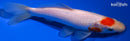 7" TANCHO SARASA COMET GOLDFISH