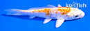 5" ARAGOKE KIKUSUI