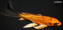 7.75" GINRIN KIN ORENJI MATSUBA BUTTERFLY