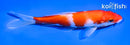 6" KOHAKU