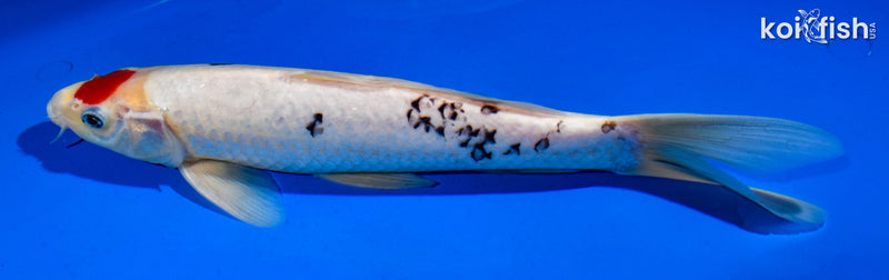 11" TANCHO SANKE