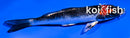 4" TANCHO GOSHIKI