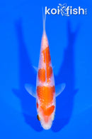 5" GINRIN KOHAKU