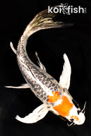 9.5" DOITSU KUJAKU BUTTERFLY