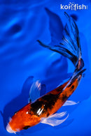 5" YAMATO NISHIKI BUTTERFLY