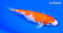 5.75" KOHAKU