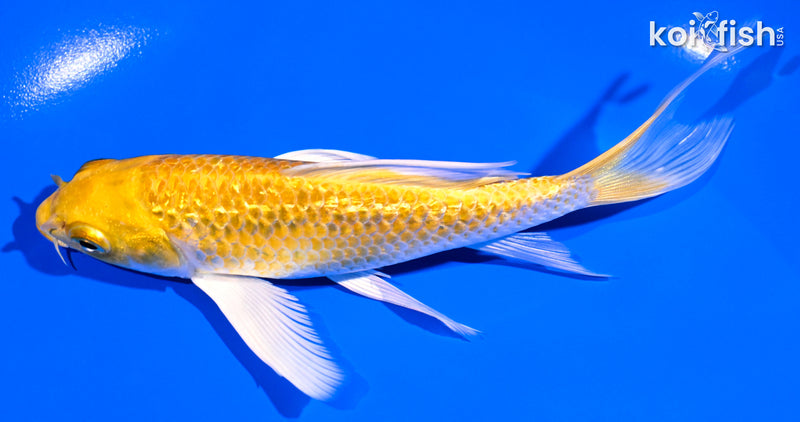 5.75" GINRIN HARIWAKE BUTTERFLY