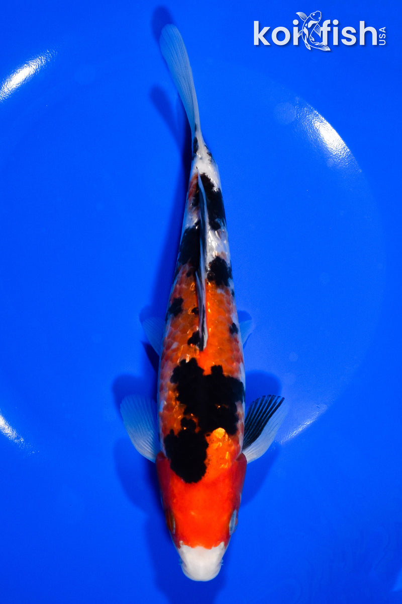 7.25" SANKE