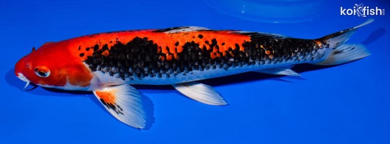 14.5" BENI MATSUKAWABAKE
