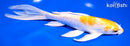 8" LEMON HARIWAKE BUTTERFLY