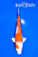 5.75" HARIWAKE
