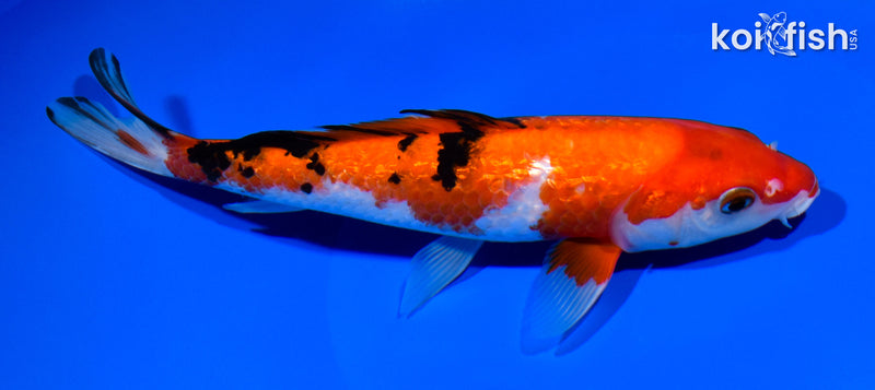 8.5" GINRIN SANKE