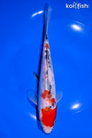7.5" DOITSU SANKE