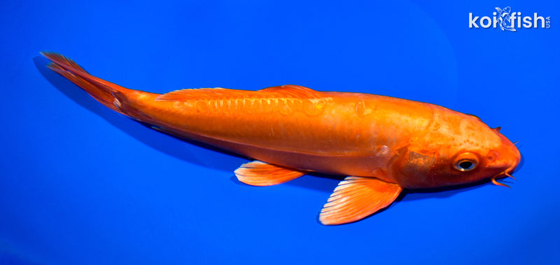 10" DOITSU ORENJI OGON