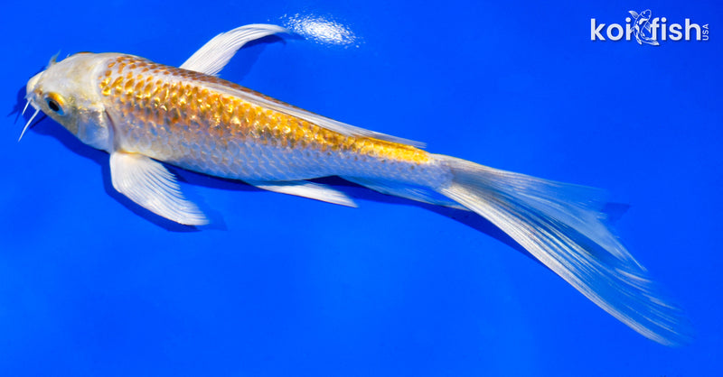 5.5" GINRIN YAMABUKI OGON BUTTERFLY