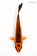 5.75" ORENJI MATSUBA
