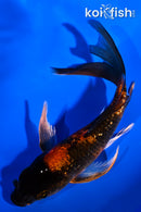 4.5" GINRIN KIN HI UTSURI BUTTERFLY