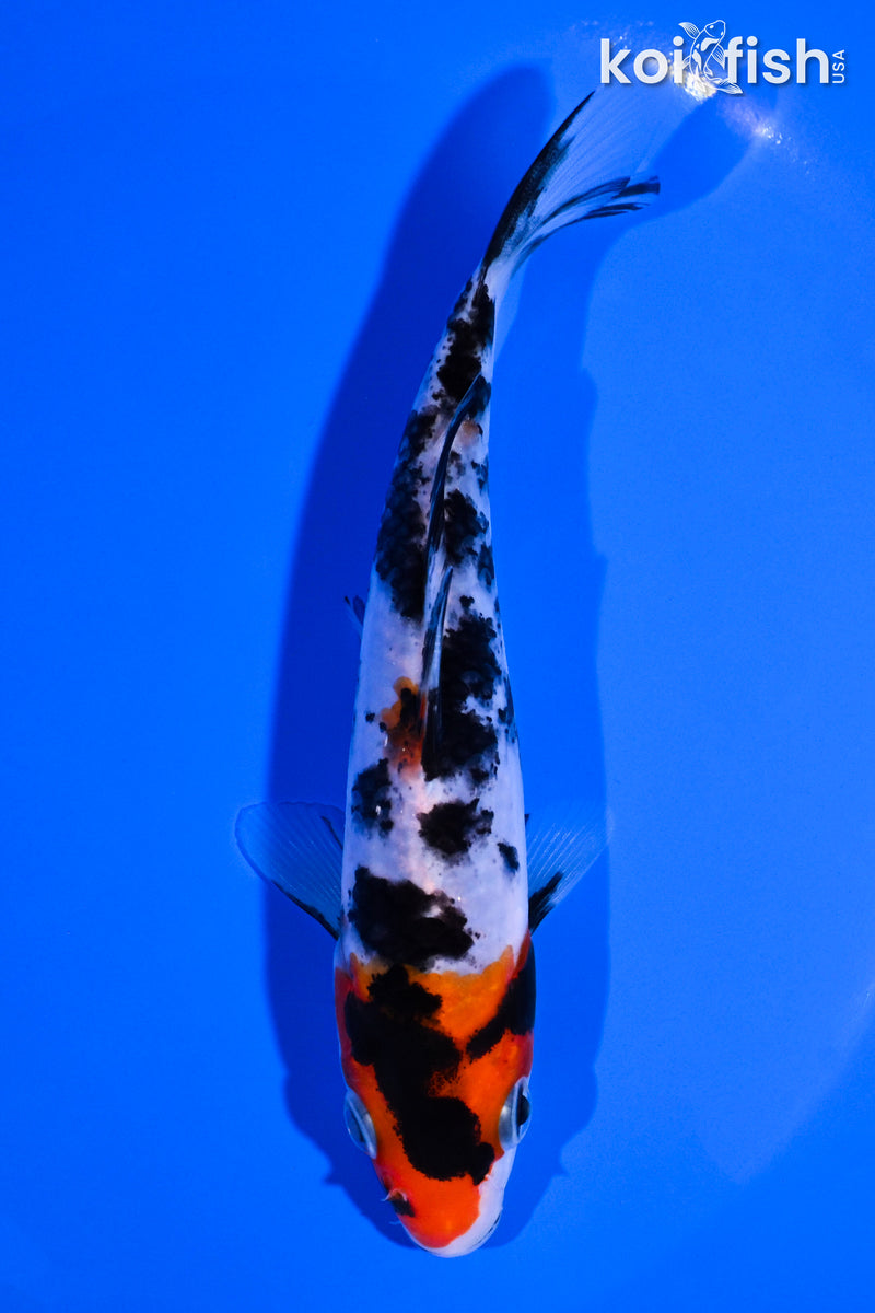 5.5" SANKE