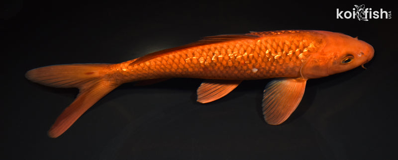 11" GINRIN CHAGOI