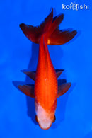 5.25" WAKIN GOLDFISH