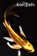 7.25" GINRIN ORENJI MATSUBA BUTTERFLY