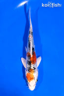 5" YAMATO NISHIKI