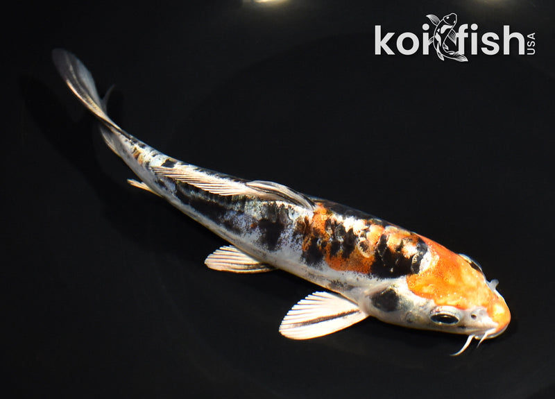 6.5" HEISEI NISHIKI