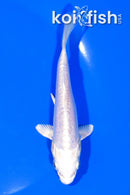 5.25" DOITSU PLATINUM OGON