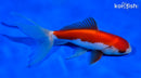 5" SARASA WATONAI GOLDFISH
