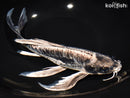 11.25" KIKOKURYU BUTTERFLY
