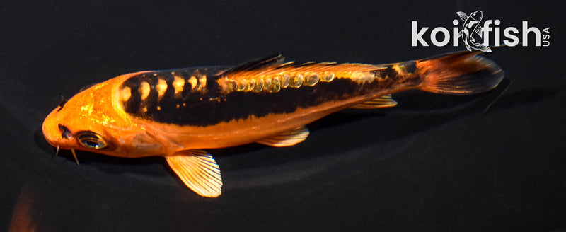 5" BENI KIKOKURYU